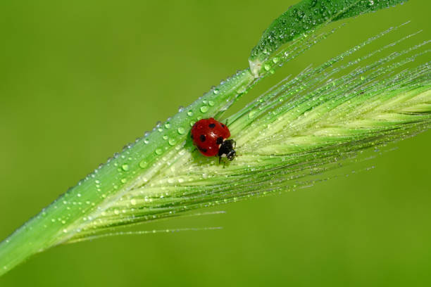 istock Beautiful laybug sitting on flower in a summer garden 1126976053