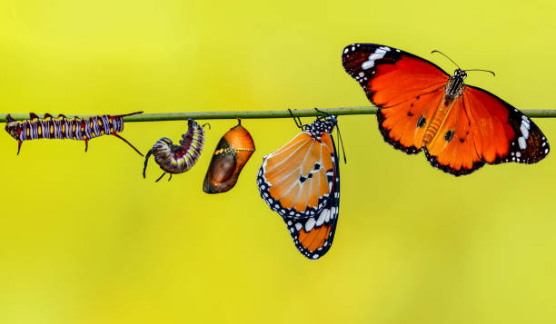 momento incredibile, farfalla monarca che emerge dalla sua crisalide - bruco foto e immagini stock