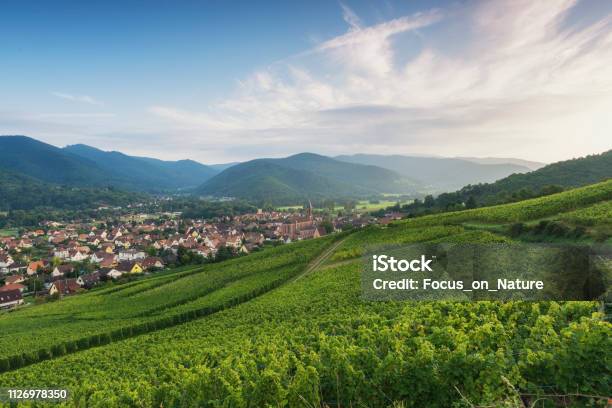 Vineyard During Sunset Stock Photo - Download Image Now - France, Alsace, Landscape - Scenery