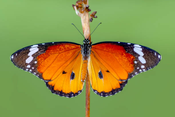 istock Beautiful butterfly sitting on flower 1126978825
