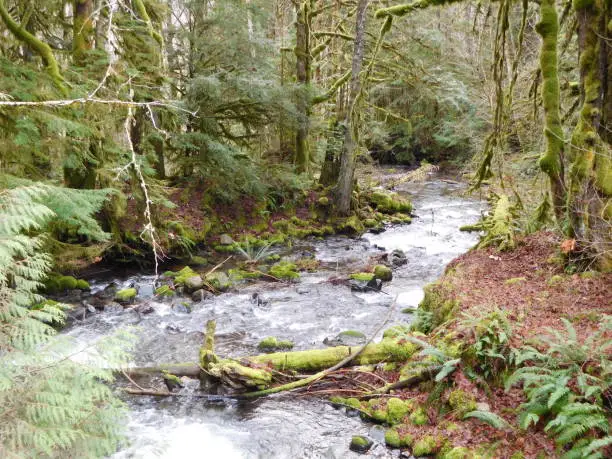 Cooper Creek, Ashford WA near Mount Ranier National Park