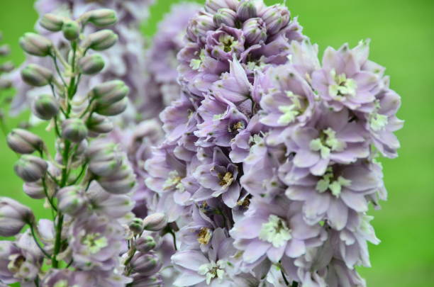 the variety of colors created by nature for the joy of people. - indescribable imagens e fotografias de stock