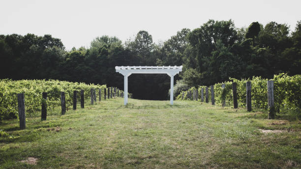 istock Michigan Wine Vineyards and Wine Grapes 1126980047