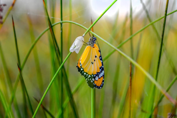 素晴らしい瞬間、その蛹から出てくるモナーク蝶 - butterfly swallowtail butterfly caterpillar black ストックフォトと画像