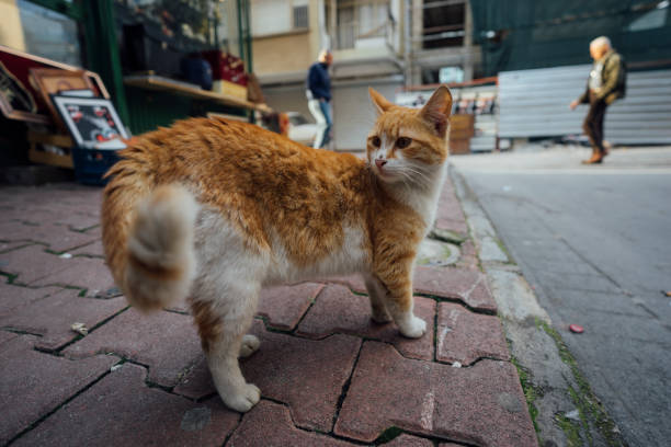 Stray cat in front of shop