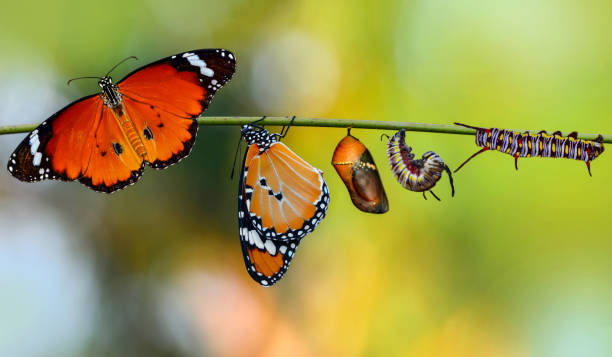 istock Amazing moment ,Monarch butterfly emerging from its chrysalis 1126980389