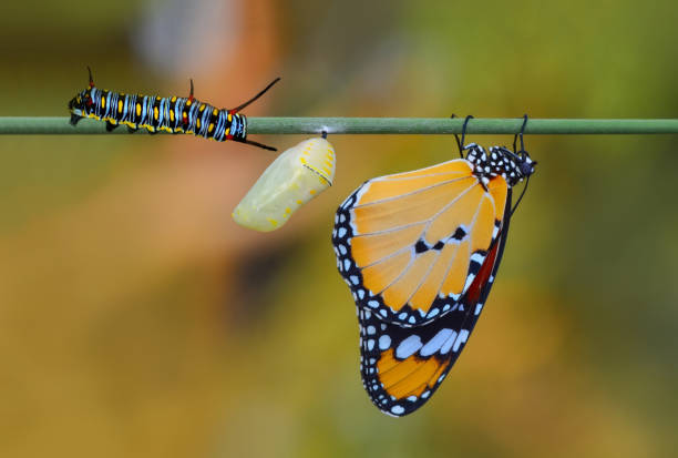 素晴らしい瞬間、その蛹から出てくるモナーク蝶 - butterfly swallowtail butterfly caterpillar black ストックフォトと画像