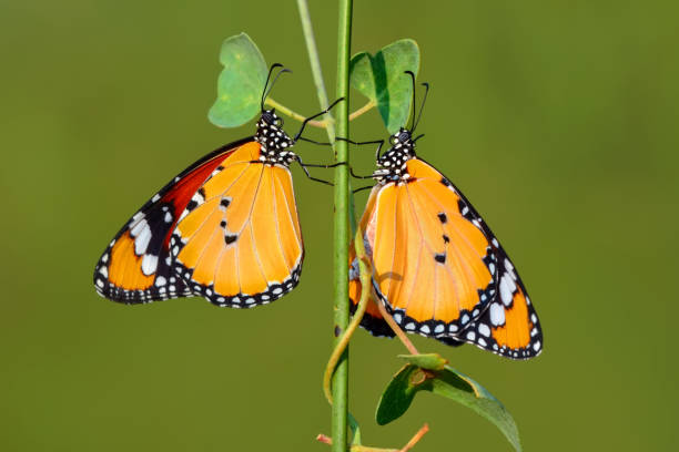 istock Closeup   beautiful butterflies sitting on flower 1126981180