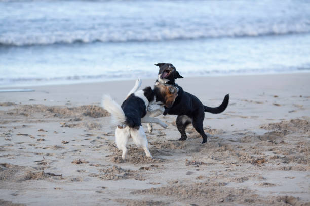 istock Dogs play on the beach by the sea 1126981383
