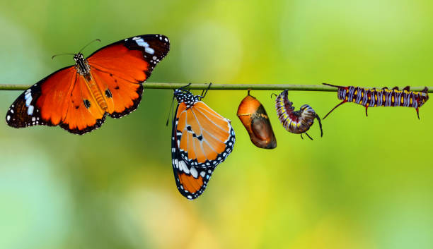 素晴らしい瞬間、その蛹から出てくるモナーク蝶 - butterfly swallowtail butterfly caterpillar black ストックフォトと画像