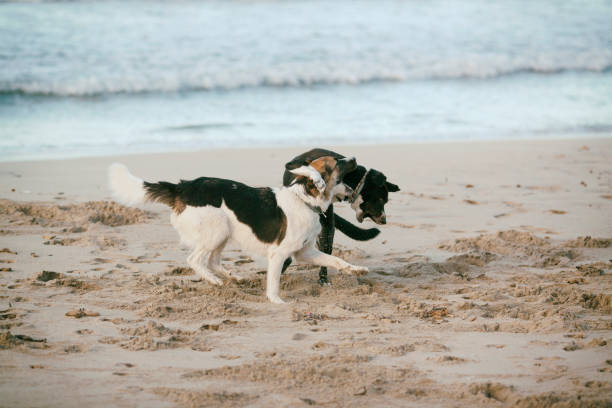 istock Dogs play on the beach by the sea 1126981394