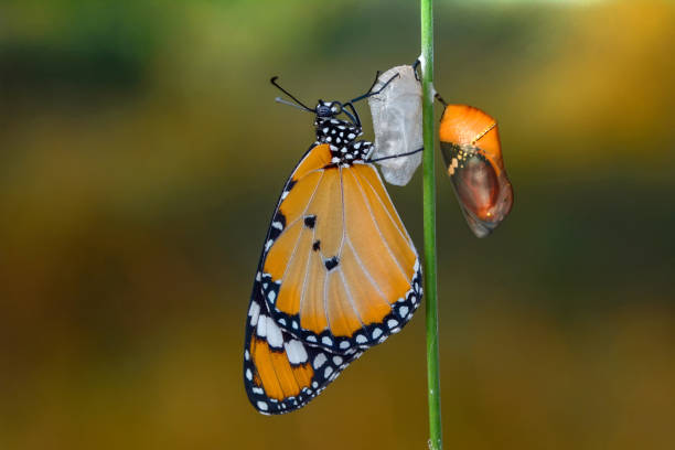 istock Amazing moment ,Monarch butterfly emerging from its chrysalis 1126982264