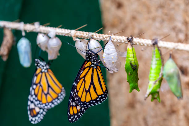 istock Amazing moment ,Monarch butterfly emerging from its chrysalis 1126982568