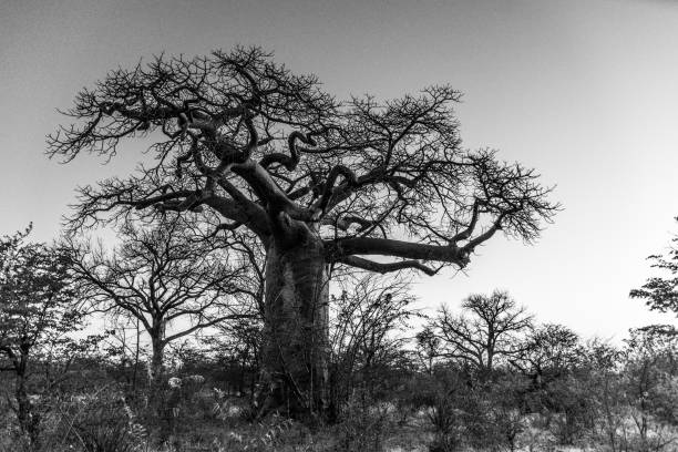istock The Massive Baobob Trees of Africa 1126982686