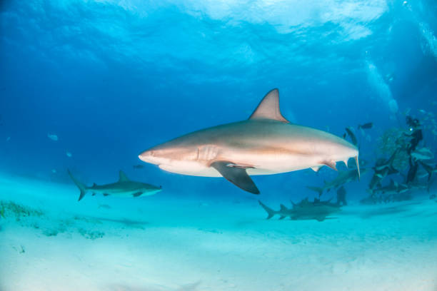 istock Caribbean reef shark at the Bahamas 1126982755