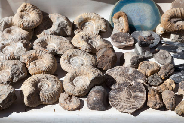 istock Fossils and gemstones for sale 1126986699