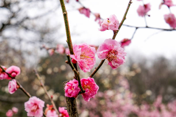 istock Pink Plum Flowers in Full Blossom 1126988071