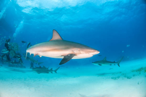 istock Caribbean reef shark at the Bahamas 1126988203
