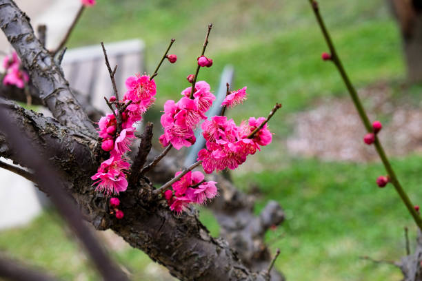 istock Pink Plum Flowers on a Branch 1126988364