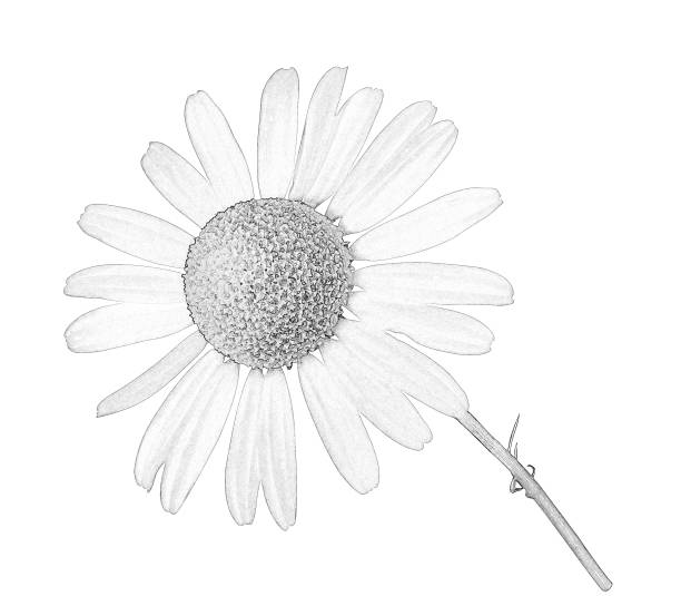 istock chamomile flower isolated illustration 1126988535