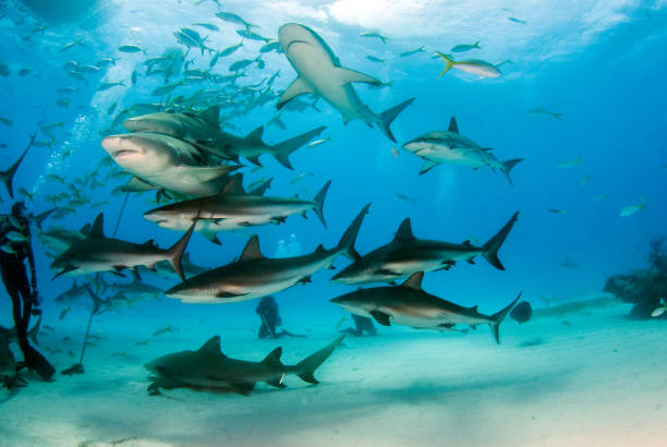 istock Caribbean reef shark at the Bahamas 1126991922