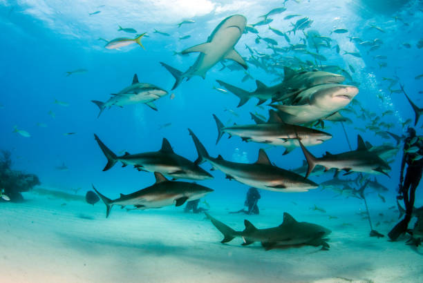 caribbean reef shark at the bahamas - tubarão cinzento dos recifes imagens e fotografias de stock