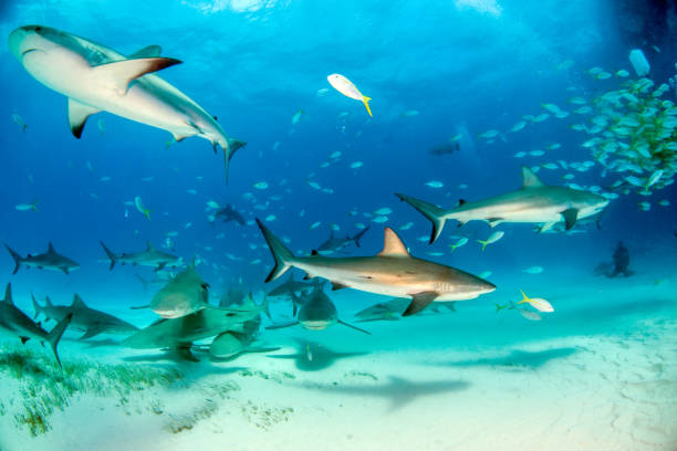 istock Caribbean reef shark at the Bahamas 1126993390