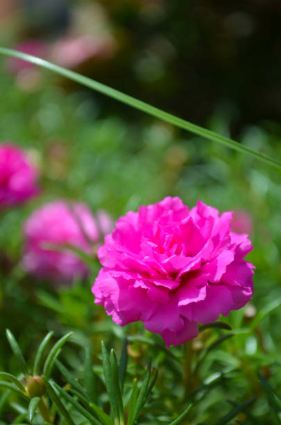 istock A bright pink flower blossoming on a bush. 1126993598