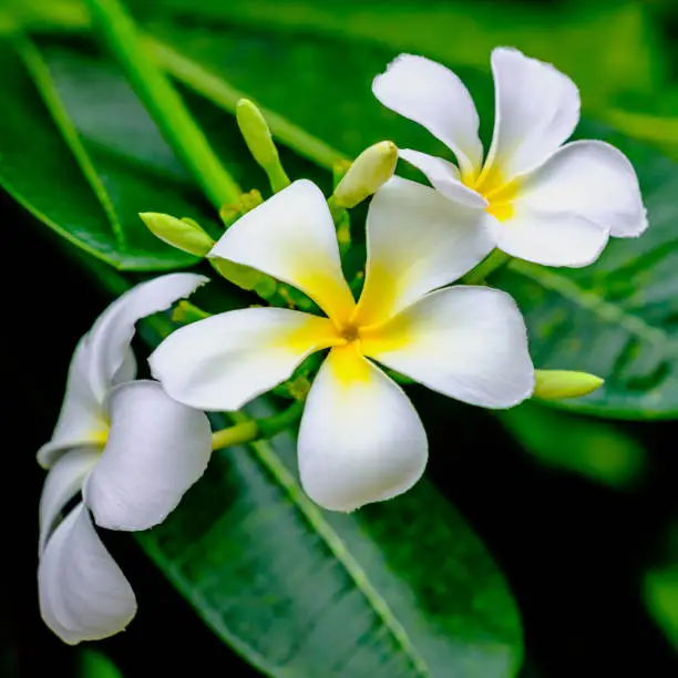 White flowers of blooming Plumeria (Lan Thom)tree, symbol of Thailand. Close up view.
