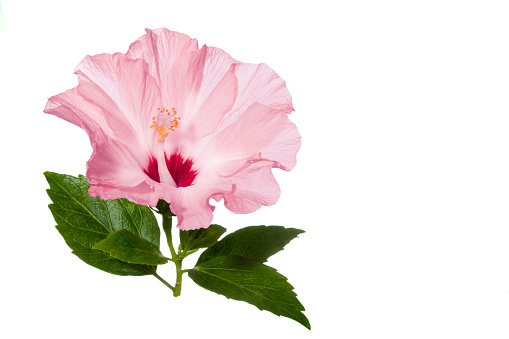 pink hibiscus flower with green leaves isolated on white background