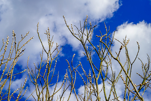 Pussywillow (Salix caprea) branches against bright blue sky and white clouds in spring. Willow catkins