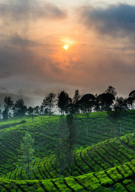 istock Sunrise Cukul Tea Plantation 1127000762