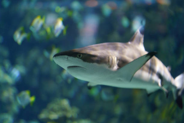 istock Blue underwater world is soft and calm. 1127000889