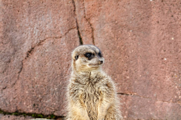 Meerkat standing on a rock and on the lookout