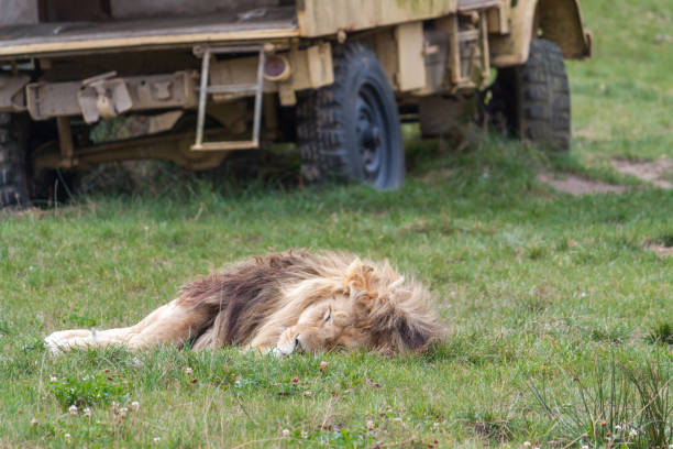 Lion sleeping in the grass in front of a yellow car. The picture was taken at the Safaripark Beekse Bergen, Hilvarenbeek. During a summer day.