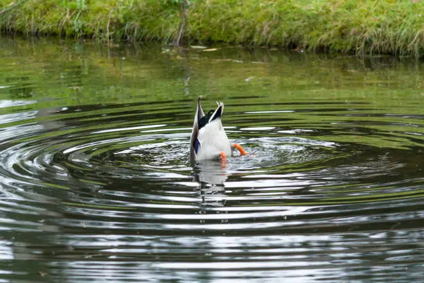 This funny photo of a duck looking for food was taken at the Safaripark Beekse Bergen, Hilvarenbeek. During a summer day.