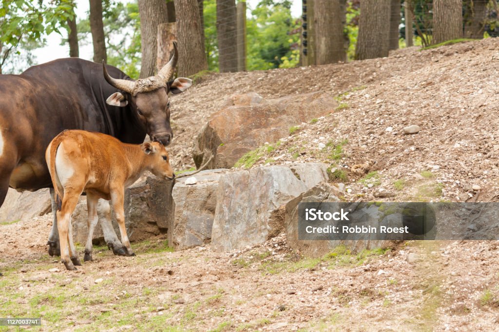 Banteng cow and her calf This picture of a Banteng and her lovely calf was taken at Burgers' Zoo Arnhem, The Netherlands (Holland). Animal Stock Photo