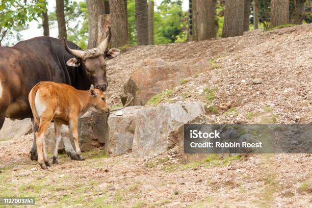 Banteng Cow And Her Calf Stock Photo - Download Image Now - Animal, Animal Family, Animal Wildlife