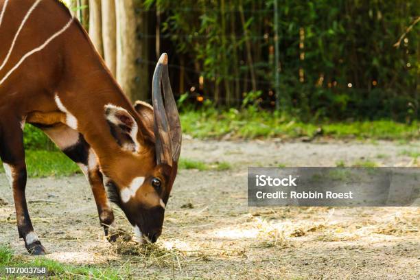 Eating Bongo Stock Photo - Download Image Now - Animal, Animal Body Part, Animal Head