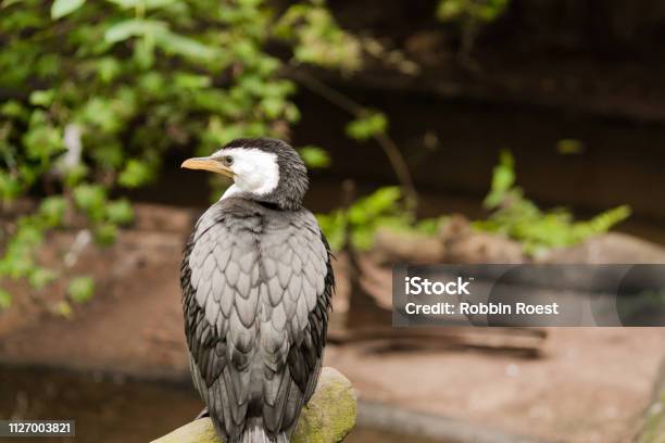 Exotic Bird Stock Photo - Download Image Now - Animal, Animal Body Part, Animal Eye