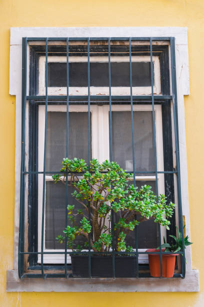 istock Window flower and plant boxes, pot plants. Old yellow building, white window frames. 1127005590
