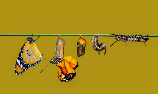 나비, pupae와 고치 농장 일시 중단 됩니다. 나비의 개념 변화 - butterfly swallowtail butterfly caterpillar black 뉴스 사진 이미지