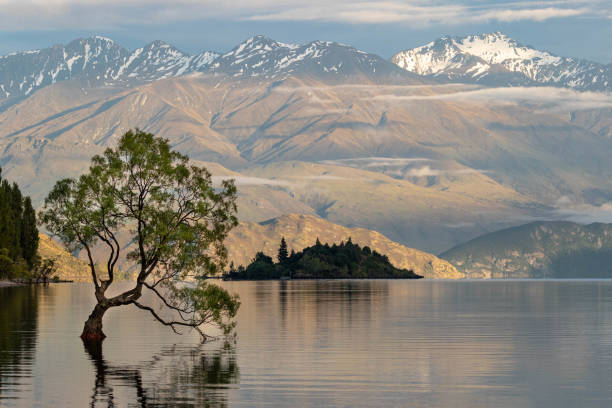 istock Wanaka tree and mountains in the first light of day 1127005795