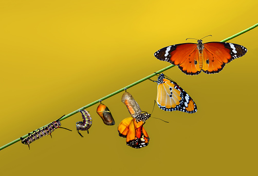 A Farm For Butterflies Pupae And Cocoons Are Suspended Concept  Transformation Of Butterfly Stock Photo - Download Image Now - iStock