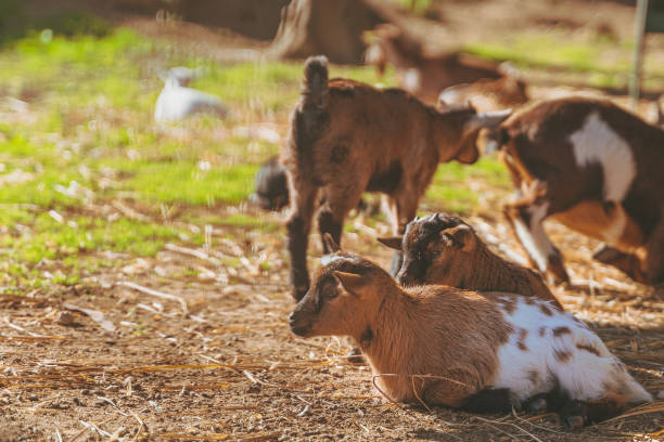 istock Small baby goats sleeping relaxing together warm in the sun. 1127005818