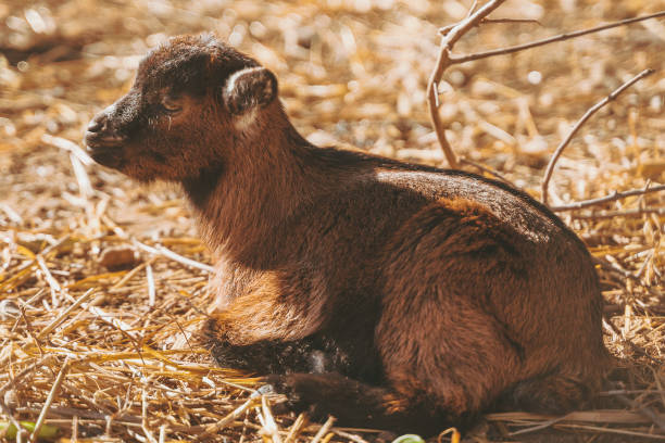 istock Small baby goats sleeping relaxing together warm in the sun. 1127005819