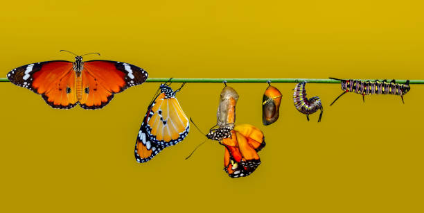 蝶、蛹や繭のファームが中断されます。蝶の概念の変容 - butterfly swallowtail butterfly caterpillar black ストックフォトと画像