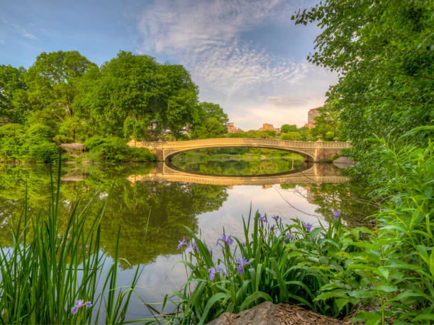 istock Central Park, New York City in spring 1127006551
