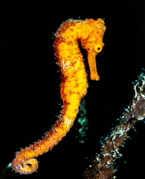 istock Caribbean seahorse in Roatasn 1127006669