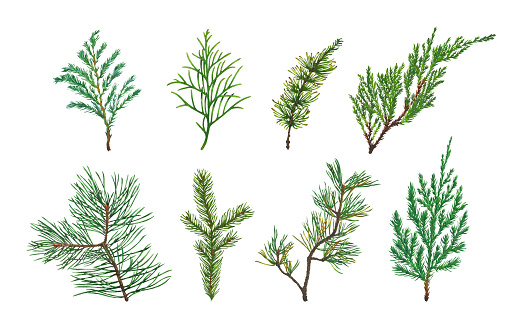 Set of Spruce, Fir, Pine or Christmas tree branch